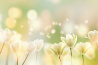 tulipes blanches