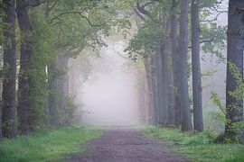 Wald in Bergen op Zoom