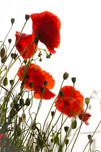 Mohnblumen in der Morgensonne mit Gegenlicht