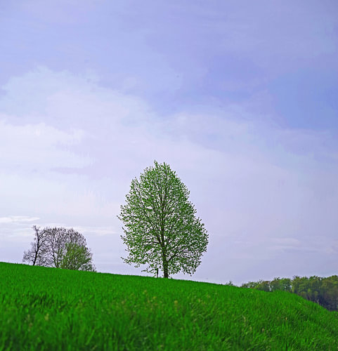 Arbre dans le paysage d´été