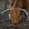 Grazers Veluwe van denk web