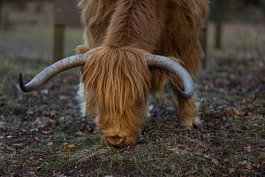 Grazers Veluwe