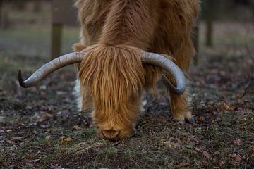 Grazers Veluwe sur denk web