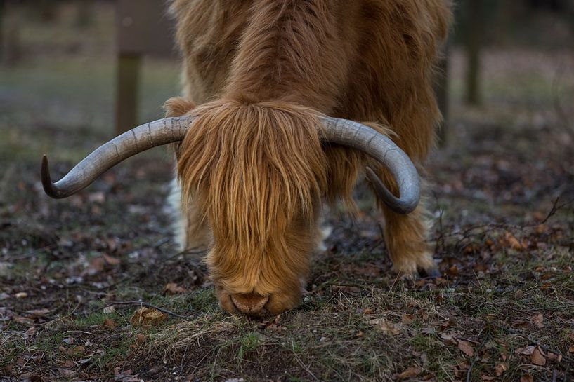 Grazers Veluwe van denk web