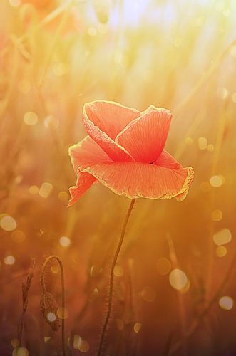 Mohnblume