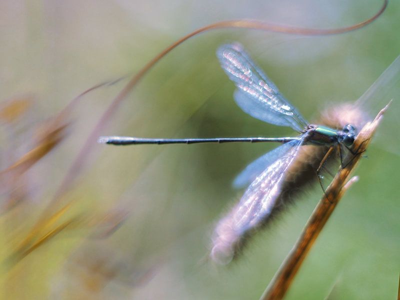 Wunderschöne Kleinlibelle in der schönen Umgebung der Schoorl-Dünen. Nicht im Makrobereich, sondern mit einem alten Pentacon-Objektiv aufgenommen. von Femke Bos