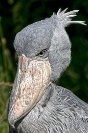 The Shoebill is an unusual sight by Robert Jan Smit