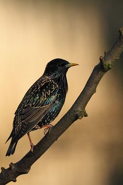 Starling by Astrid Brouwers