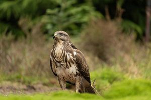 Buizerd in het gras van Sandra Groenescheij