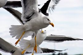 meeuwen vallen aan by jan van de ven