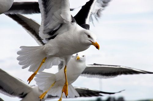 meeuwen vallen aan