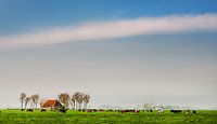 Friesland grassland by Harrie Muis thumbnail