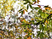 herfstbladeren