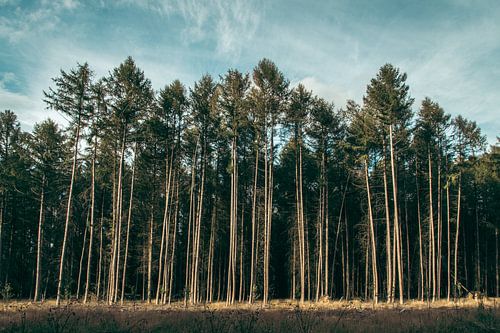 Bomen op een rij