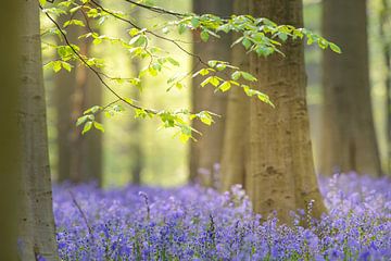 Beech tree and Bluebell flowers in a forest during spring by Sjoerd van der Wal