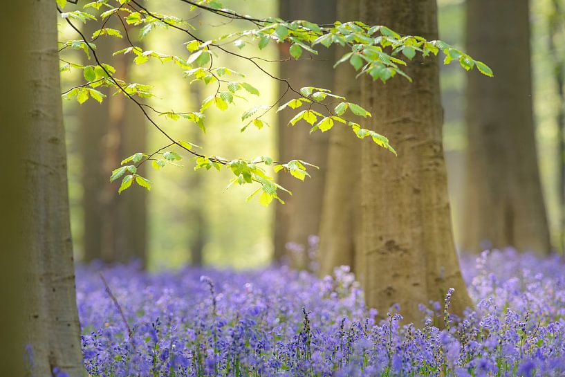 Buche und Bluebell Blumen in einem Wald im Frühjahr von Sjoerd van der Wal Fotografie