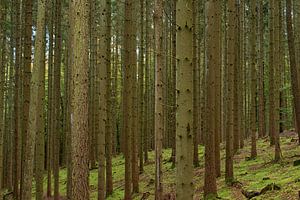 bomen