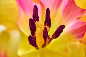 Hart van een tulp