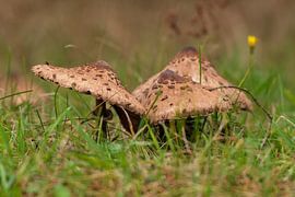 mushroom by Merijn Loch
