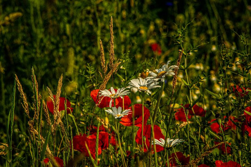forest flowers field landscape Erzgebirge mountains towns cities villages by Johnny Flash