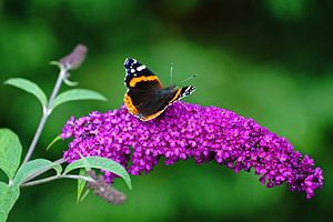Un papillon Atalanta assis sur la fleur d'un arbre à papillons sur Gert van Santen