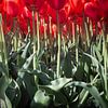 tulpen van onderaf gezien van Marieke Brouwers