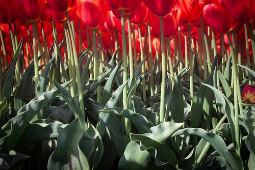 tulpen van onderaf gezien van Marieke Brouwers