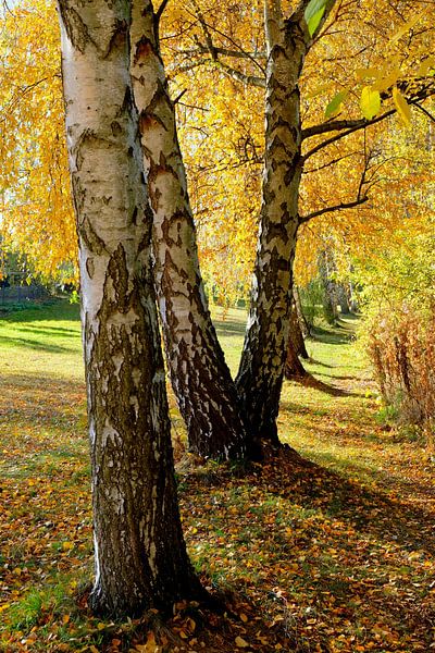 Autumn magic by Ostsee Bilder
