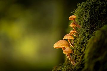 Paddenstoelen op mos
