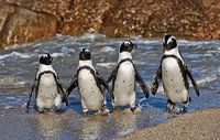 vier lustige Pinguine in Kapstadt
