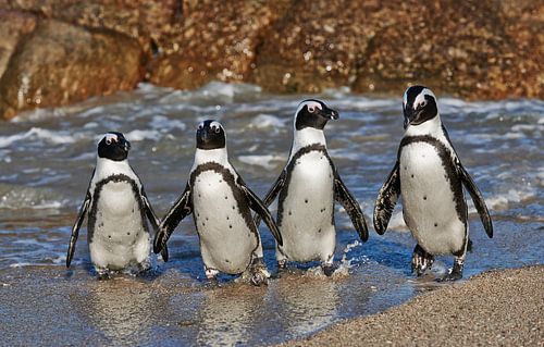 four funny African Penguins