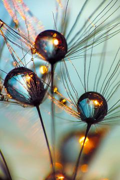 Dandelion seeds with very big dew drops