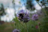 Fleißige Biene auf einer Blume