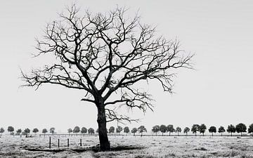 arbre dans une prairie sur Peter Smeekens