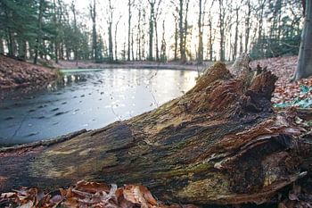 Reste eines umgestürzten Baumes