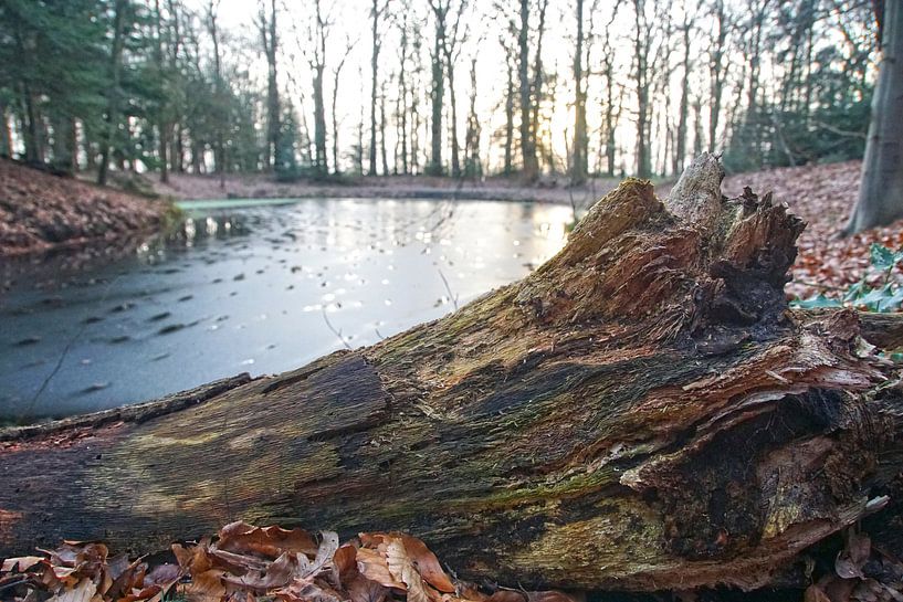 Restes d'un arbre tombé par Agnes Koning