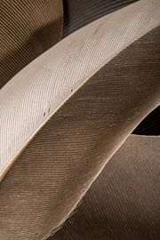 Feathers create a line pattern in shades of brown and cream.