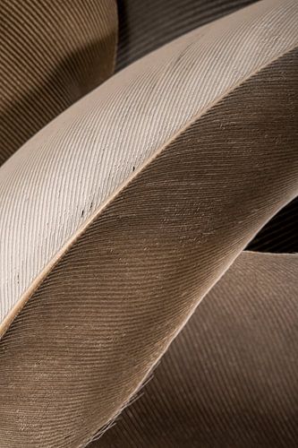 Veren creëren een lijnenspel in bruine en crème tinten.