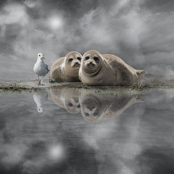Seals by Cora Deutekom