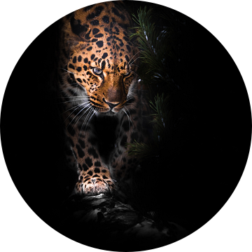 Doordacht, het hoofd van het beest. luipaard geïsoleerd op een zwarte achtergrond. Wilde mooie grote van Michael Semenov