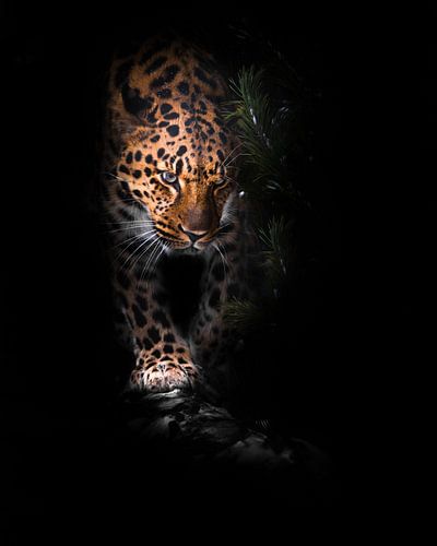 La tête de la bête. Léopard isolé sur un fond noir. Un beau gros chat sauvage dans l'obscurité de la