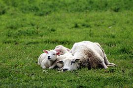 Faulenzen von Filippus Kiemel