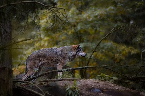 Wolf von Idyllic Creations