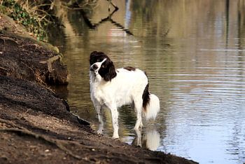 Hund in angenehmer Position