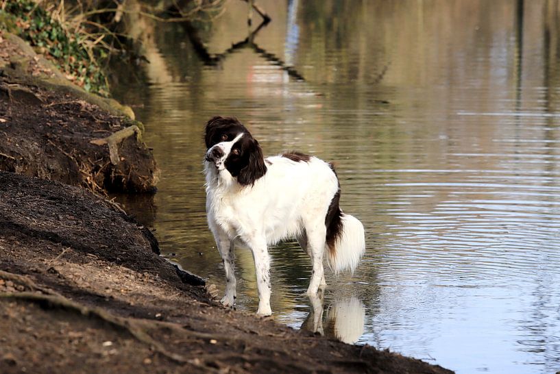 Dog in the enjoyable position by Micky Bish
