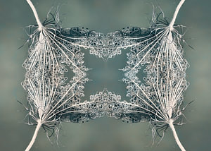 Botanische Symmetrie – Digitale Fotokunst aus getrockneten Wildmöhren