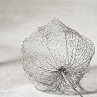 Lampion