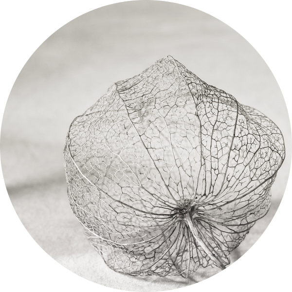 Lampion van Hanneke Luit