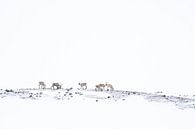 Reindeer in the snow by Luuk Belgers thumbnail