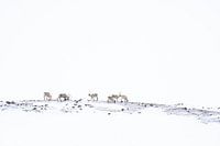 Reindeer in the snow